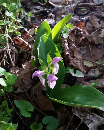 Showy orchid - crop